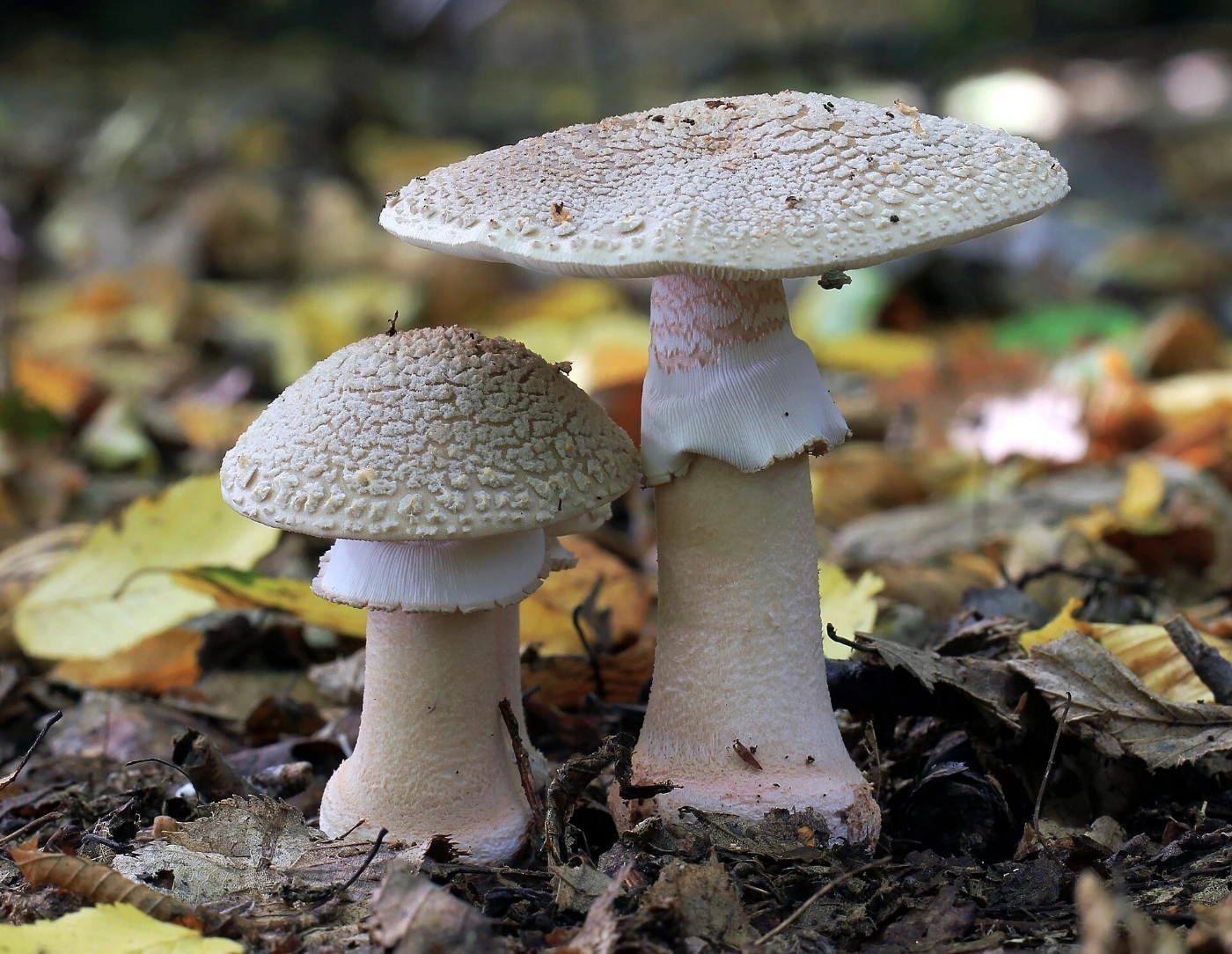 Amanita rubescens: Blusher Identification and Look-Alikes