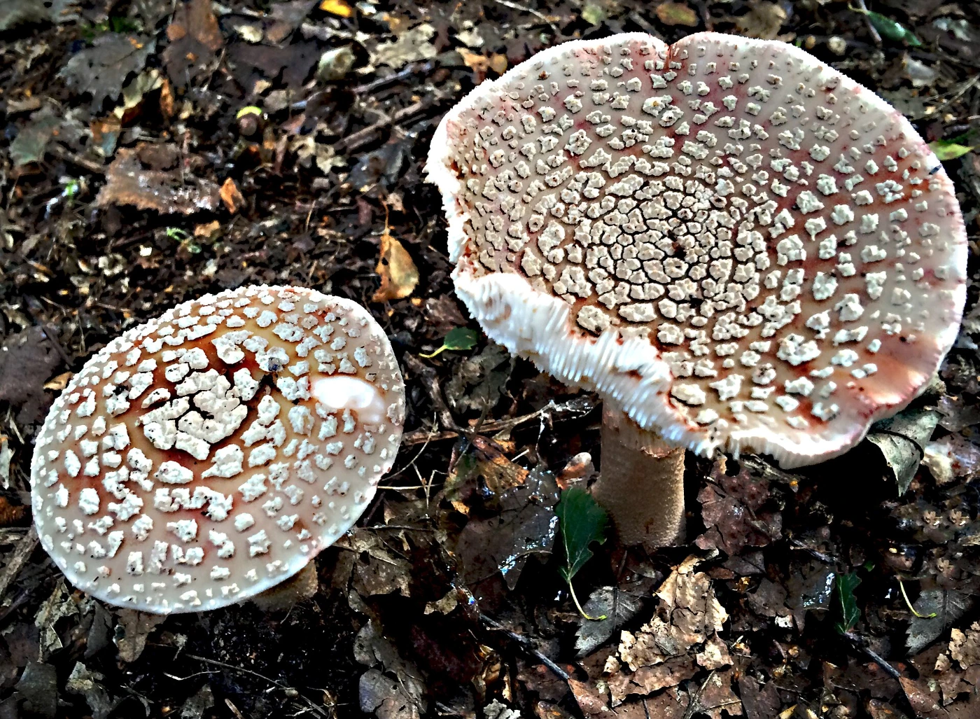 Amanita rubescens: Blusher Identification and Look-Alikes