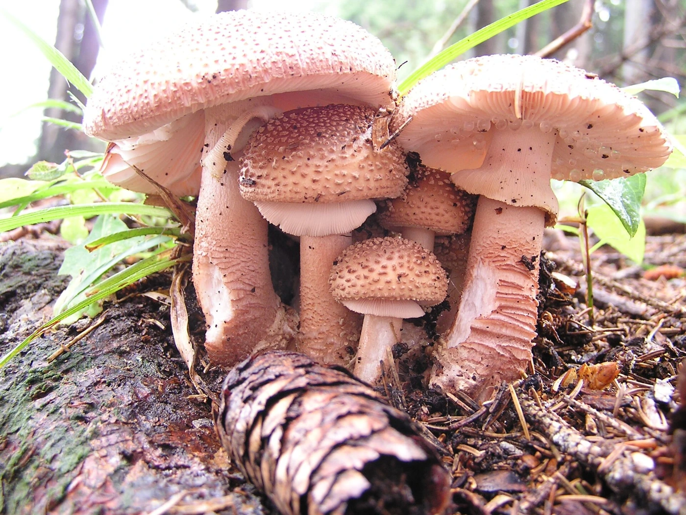 Amanita rubescens: Blusher Identification and Look-Alikes