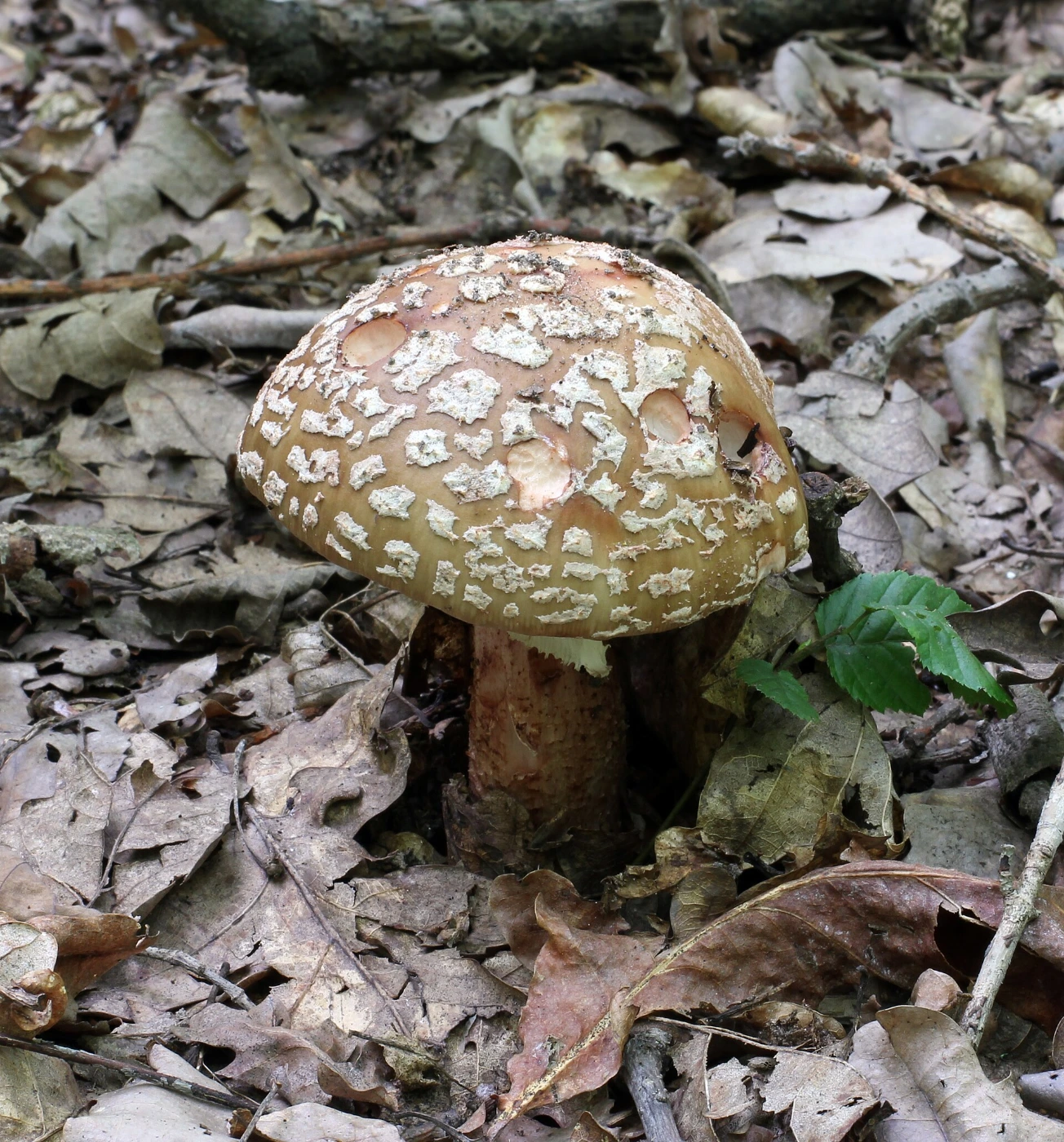 Amanita rubescens: Blusher Identification and Look-Alikes