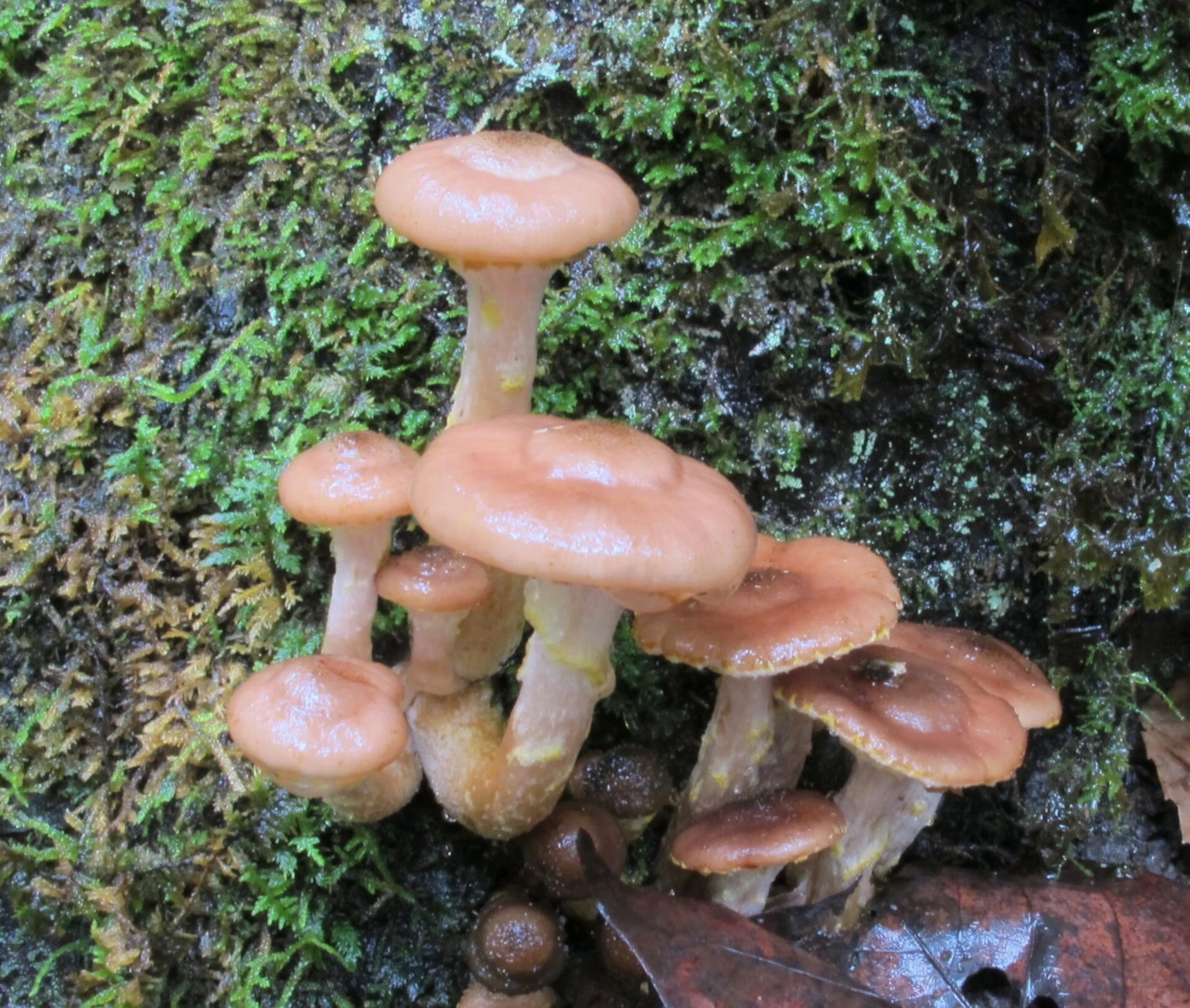 Armillaria Species: Honey Mushroom Identification and Look-Alikes