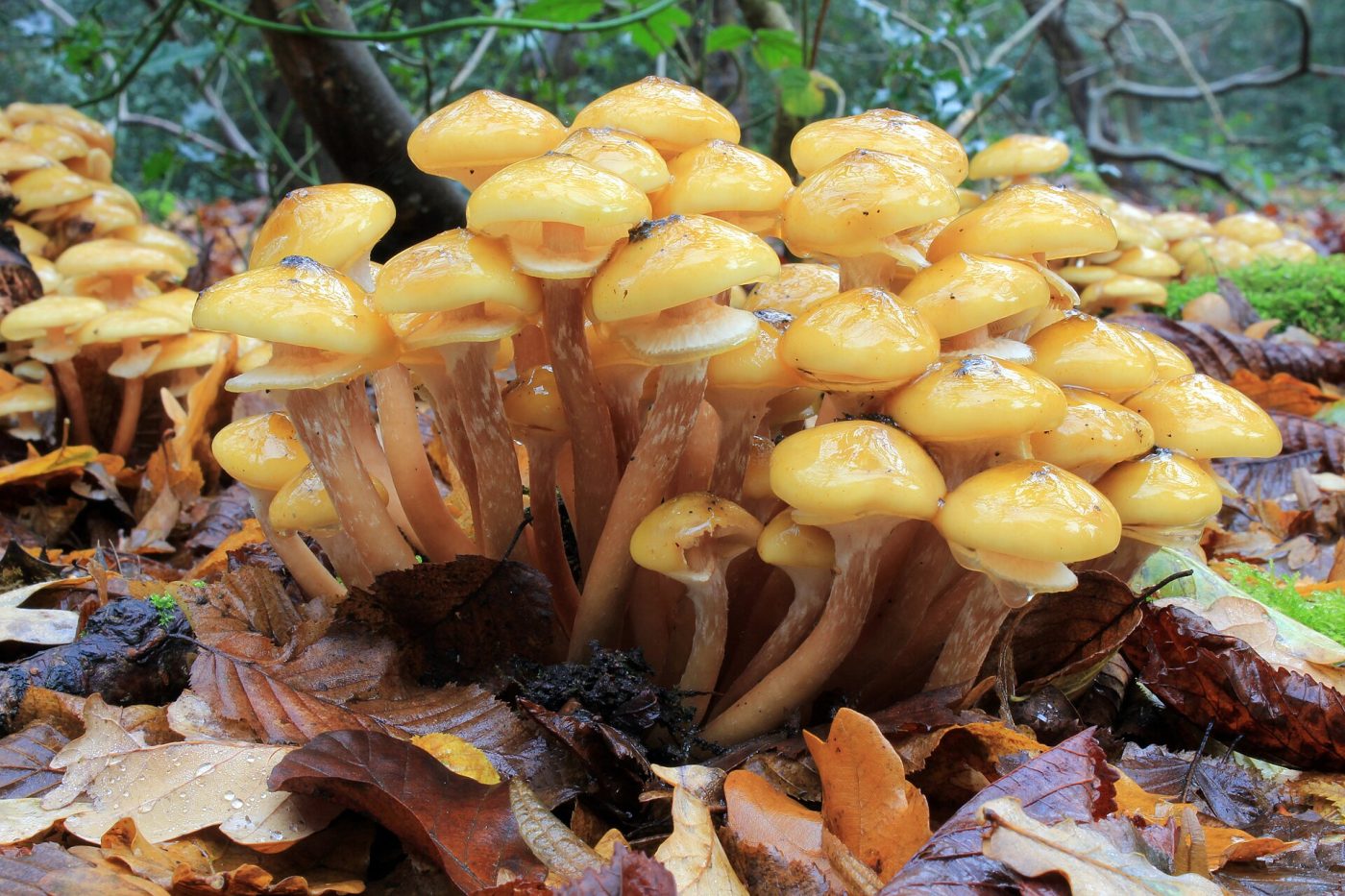 Armillaria Species: Honey Mushroom Identification and Look-Alikes