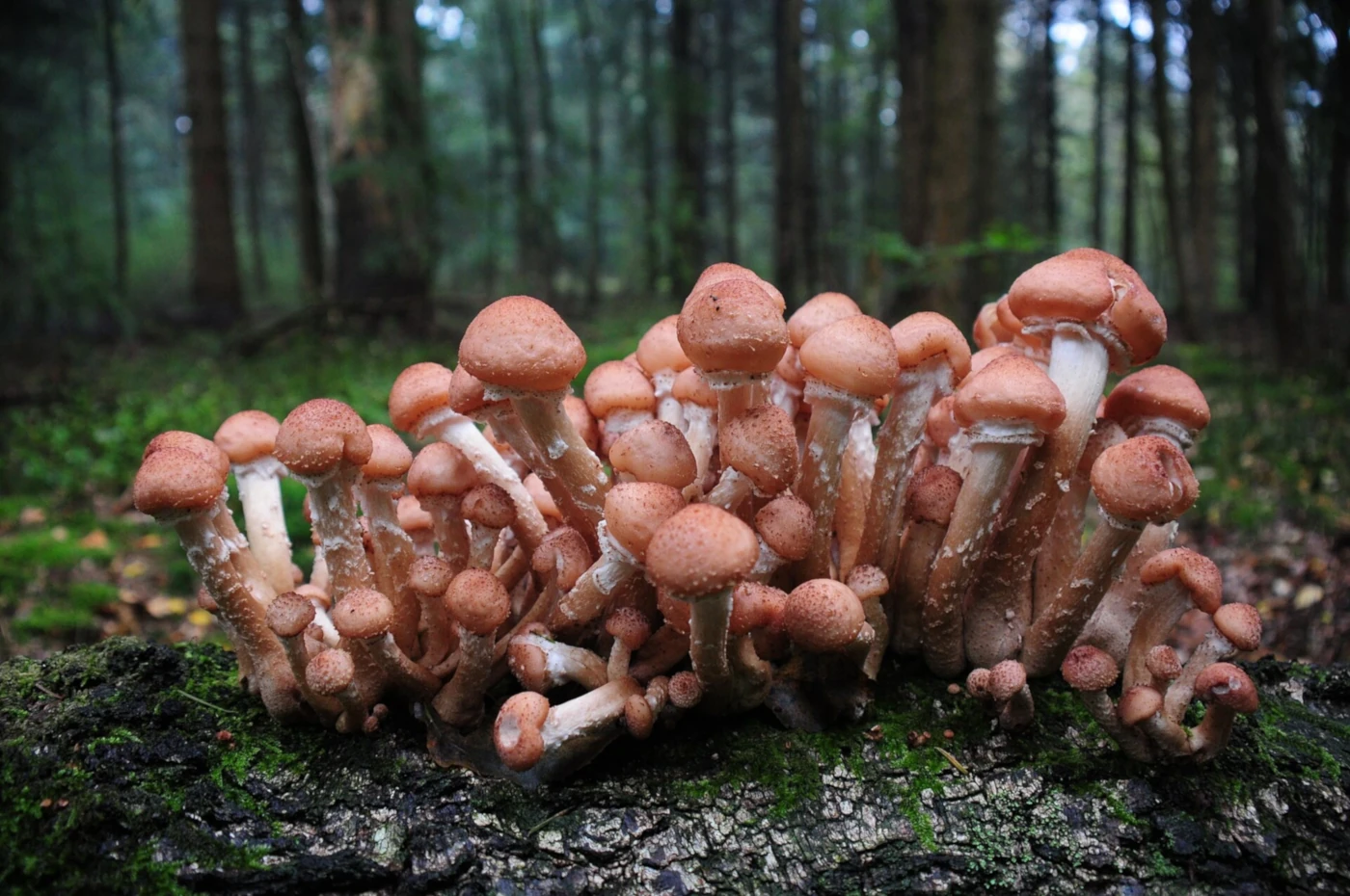 Armillaria Species: Honey Mushroom Identification and Look-Alikes
