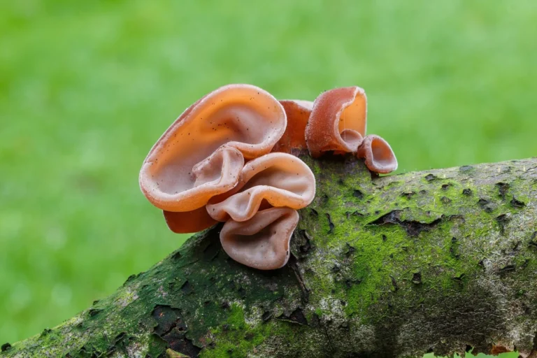 Auricularia auricula-judae: Jelly Ear Identification and Look-Alikes