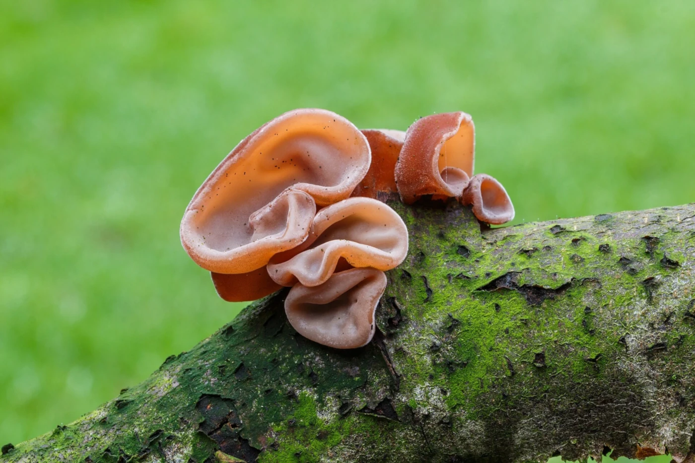 Auricularia auricula-judae: Jelly Ear Identification and Look-Alikes