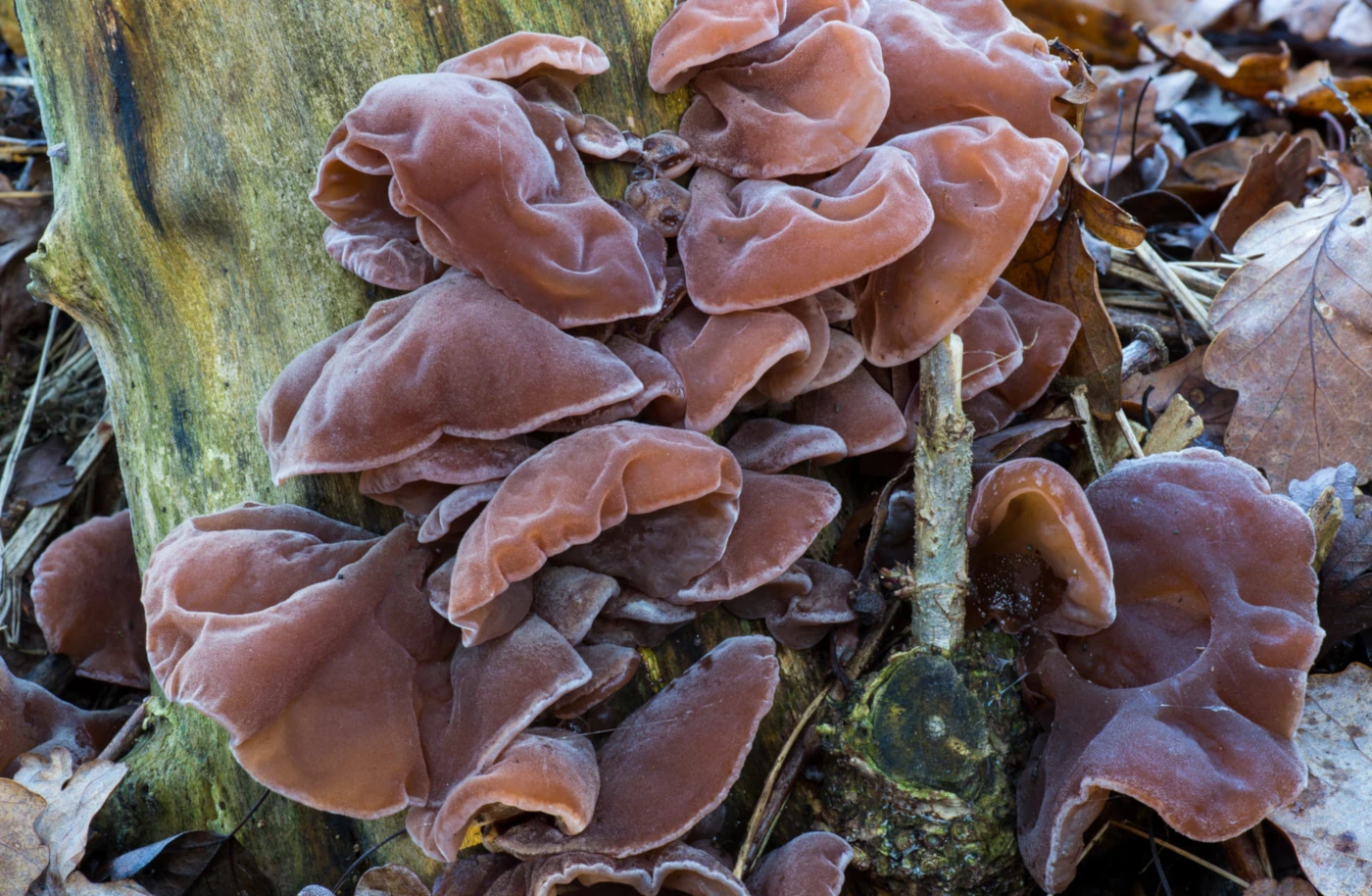 Winter Mushrooms: 12 Species You Can Find in Cold Weather