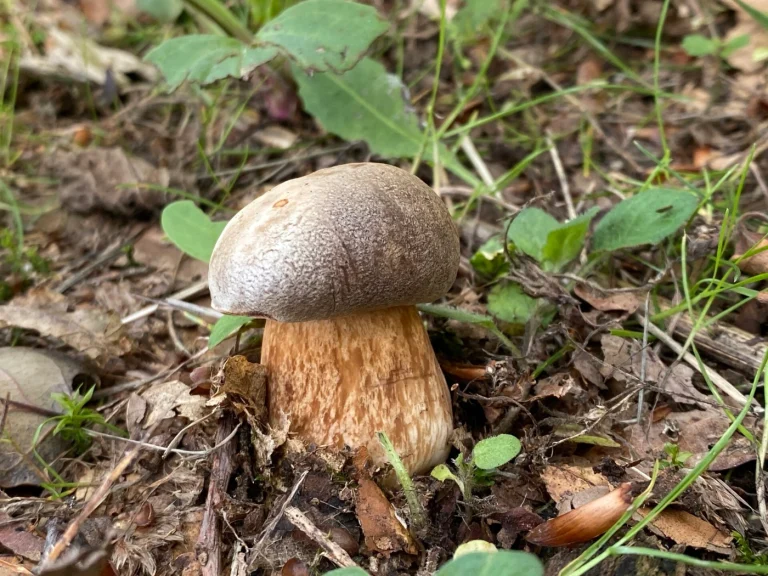Boletus aereus: Bronze Bolete Identification and Look-Alikes