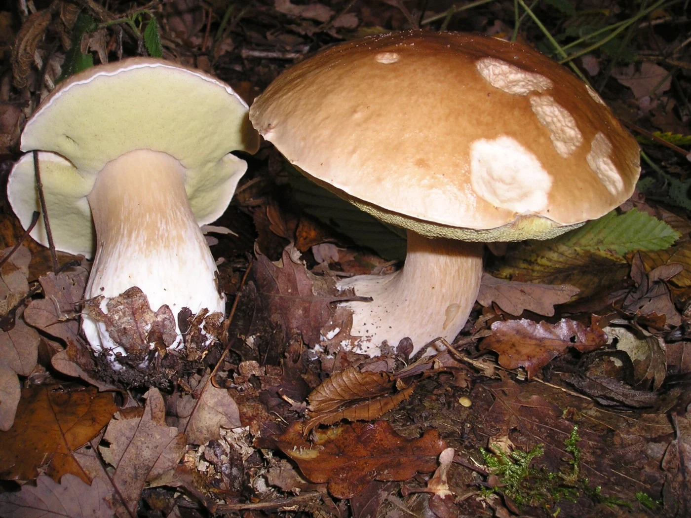 Mushrooms Growing Under Oak Trees: 15 Common Species