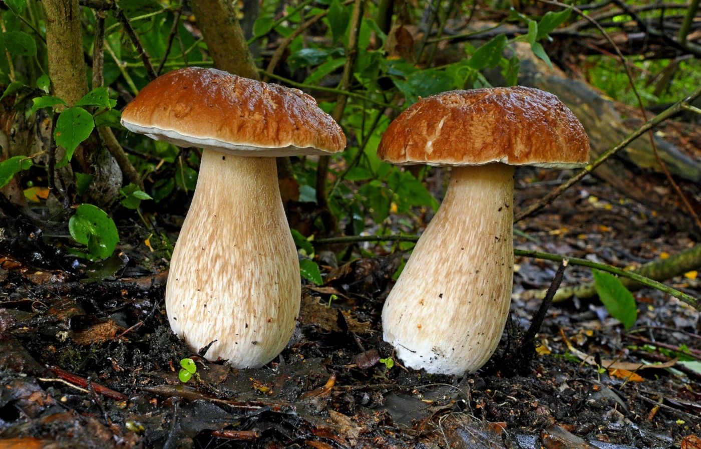 Pilze im Oktober in Deutschland: Diese Arten haben jetzt Saison