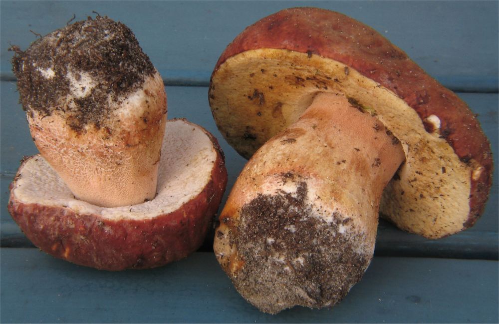 Mushrooms With Yellow Pores: 12 Common Bolete Species
