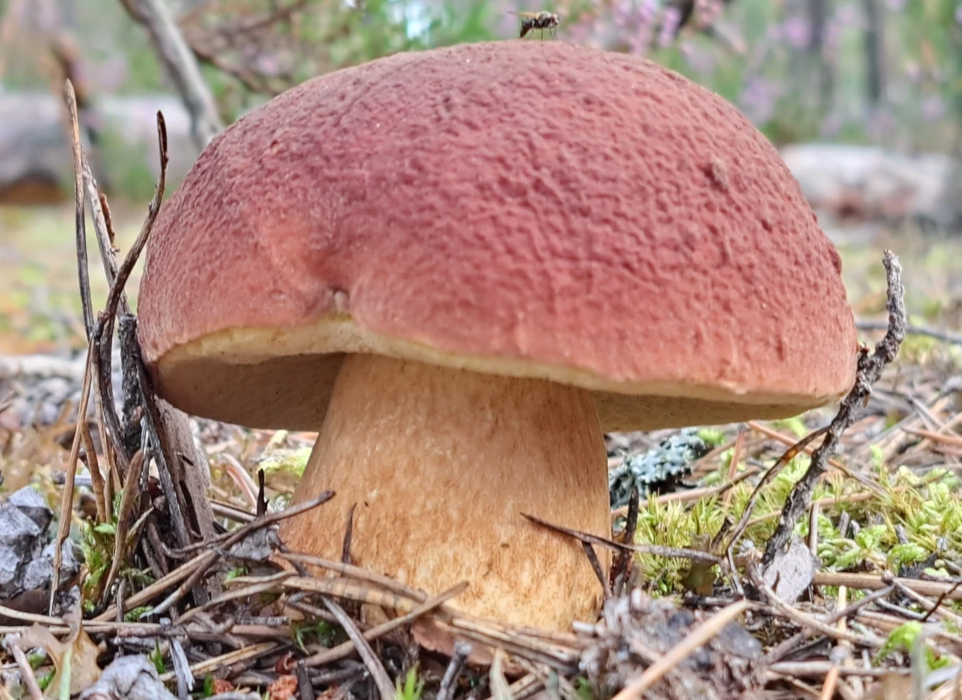 Mushrooms Growing Under Pine Trees: 15 Common Species