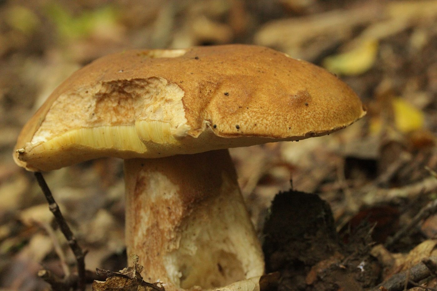 Mushrooms With Yellow Pores: 12 Common Bolete Species