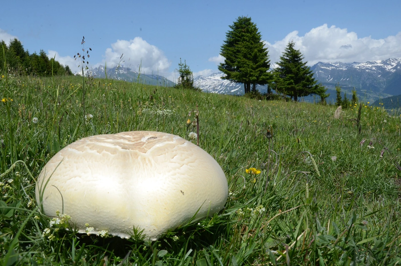 Calvatia gigantea: Giant Puffball Identification and Look-Alikes