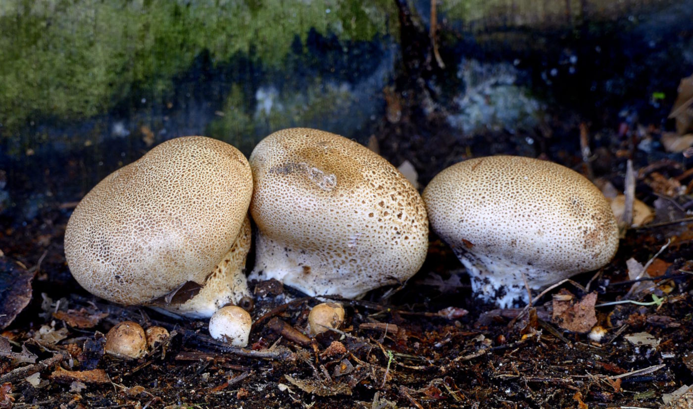Calvatia gigantea: Giant Puffball Identification and Look-Alikes