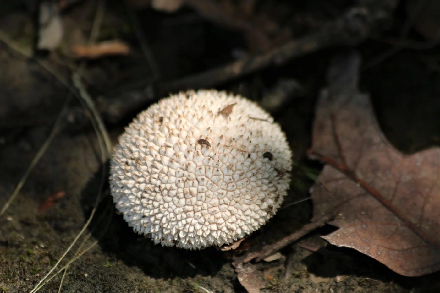 Calvatia gigantea: Giant Puffball Identification and Look-Alikes