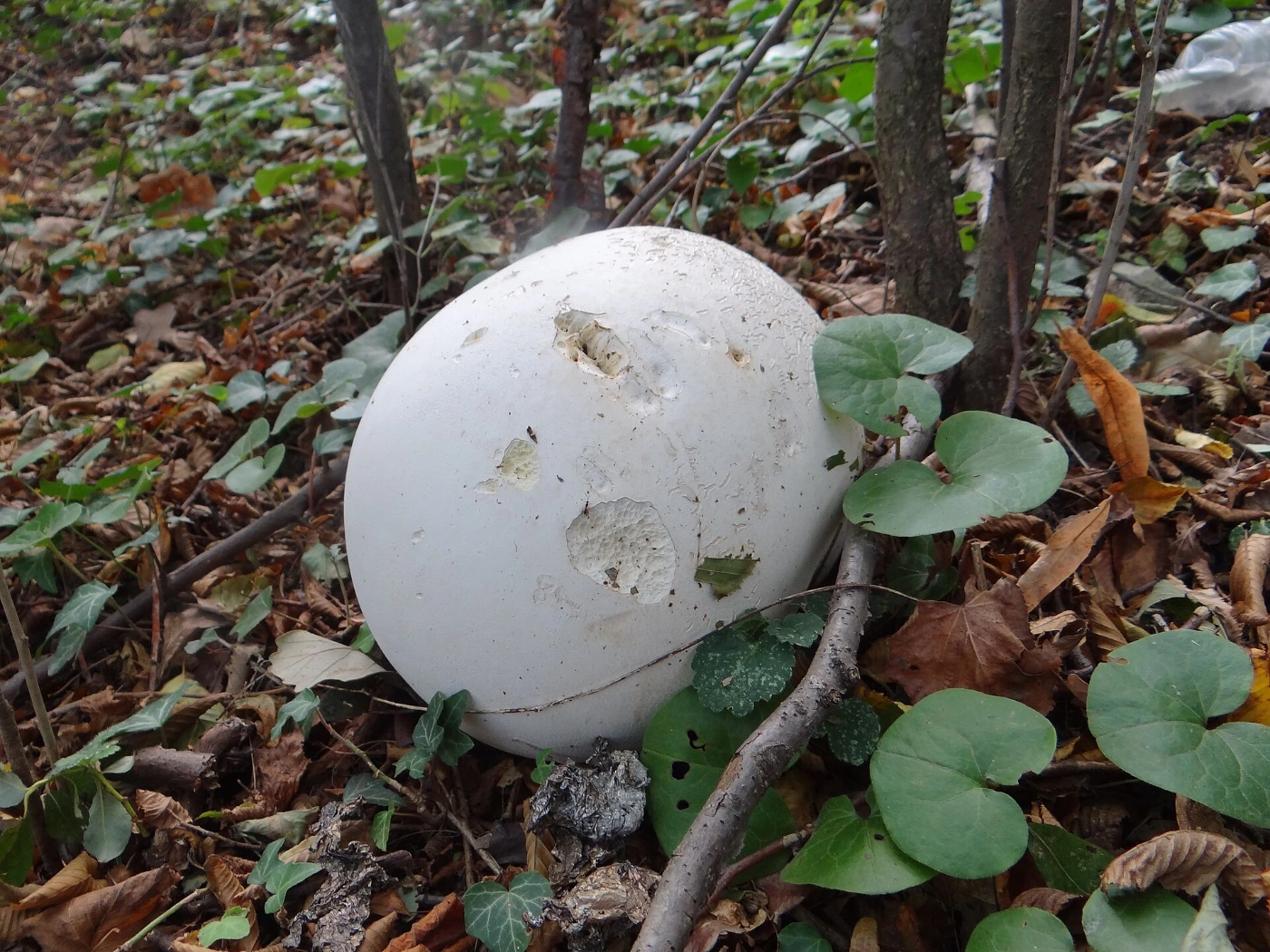 Calvatia gigantea: Giant Puffball Identification and Look-Alikes