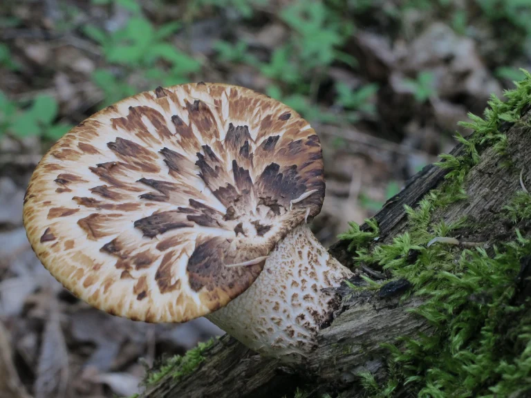 Cerioporus squamosus: Dryad’s Saddle Identification and Look-Alikes