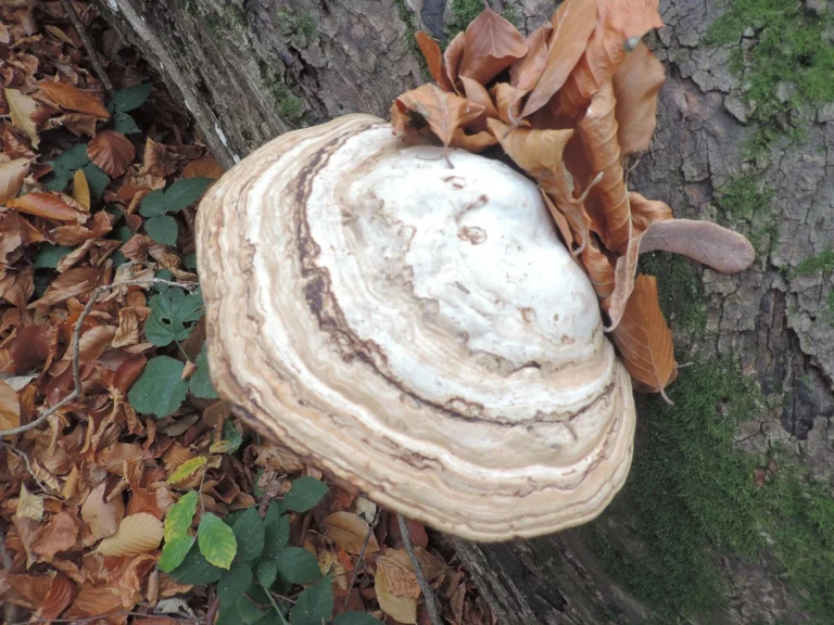 Fomes fomentarius: Tinder Fungus Identification and Look-Alikes