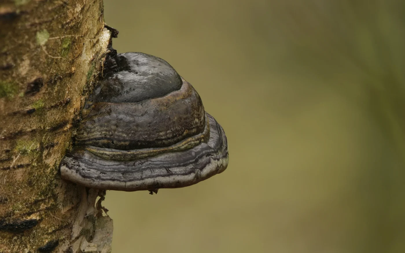 Polypore Mushroom Identification: How to Identify Bracket Fungi