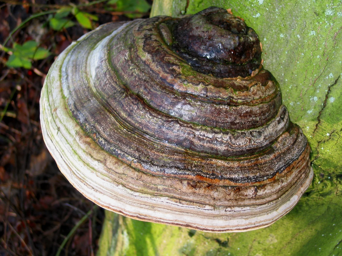 Fomes fomentarius: Tinder Fungus Identification and Look-Alikes