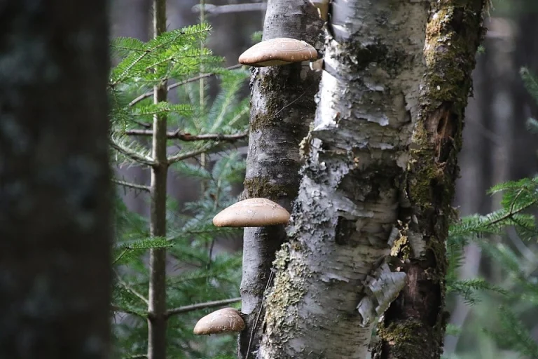 Polypore Mushroom Identification: How to Identify Bracket Fungi
