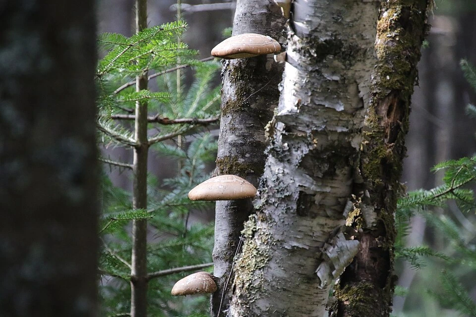 Polypore Mushroom Identification: How to Identify Bracket Fungi