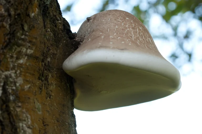 Fomitopsis betulina: Birch Polypore Identification and Look-Alikes