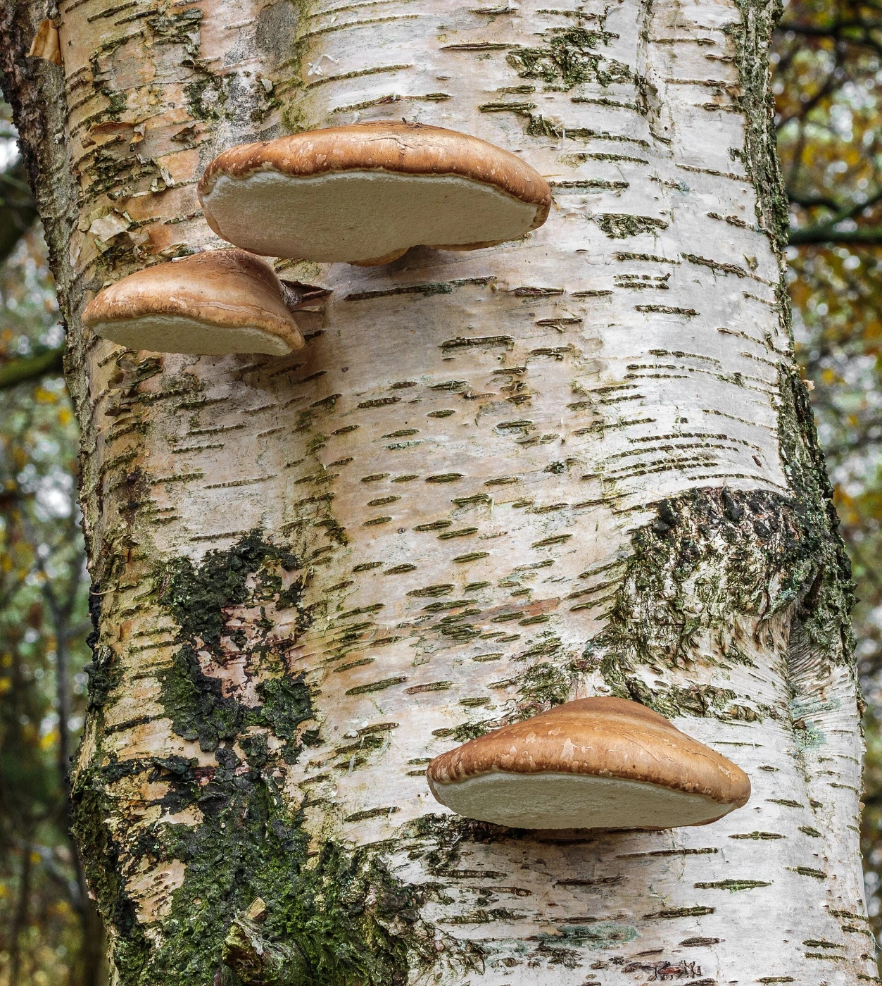Fomitopsis betulina: Birch Polypore Identification and Look-Alikes