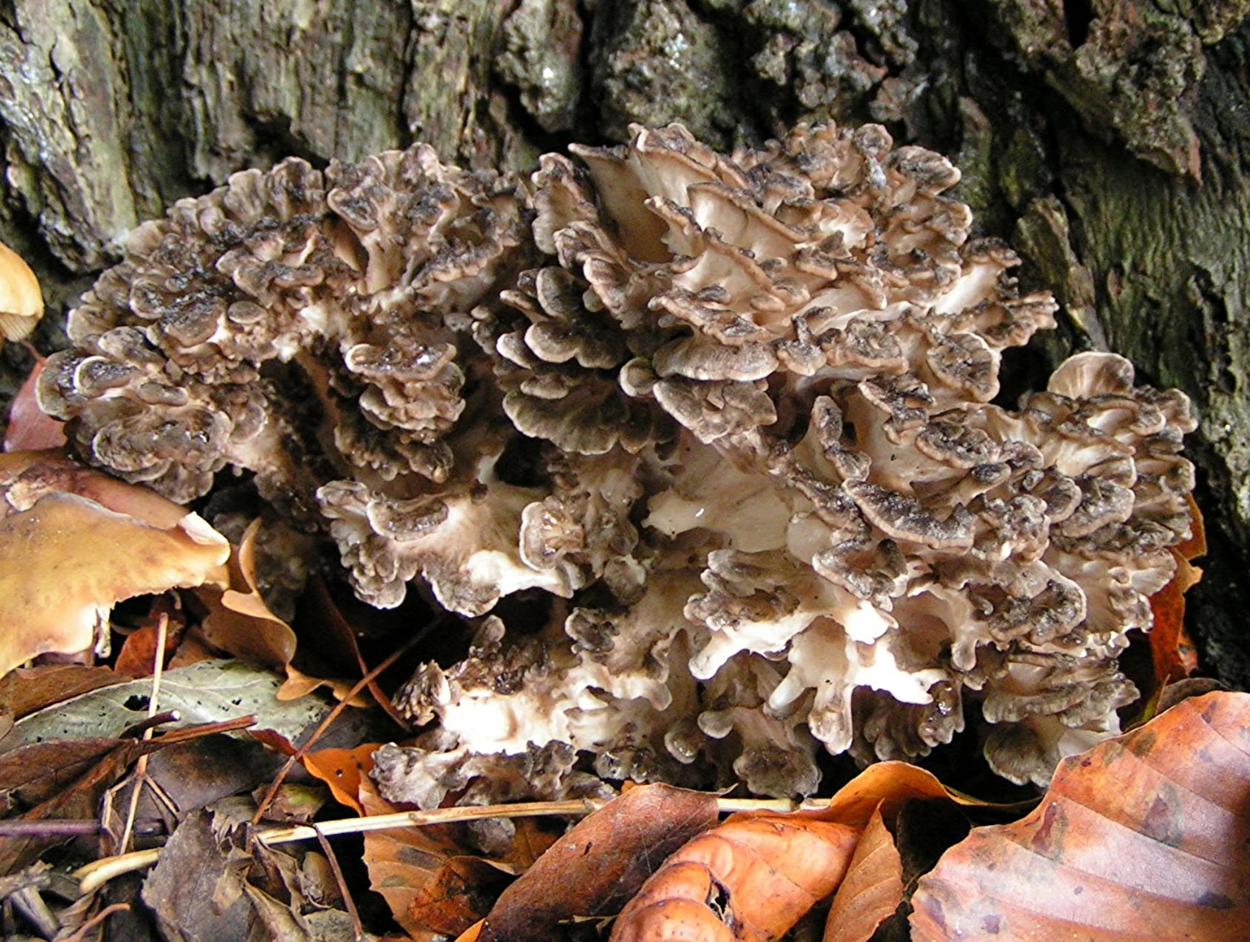 Grifola frondosa: Maitake (Hen of the Woods) Identification and Look-Alikes