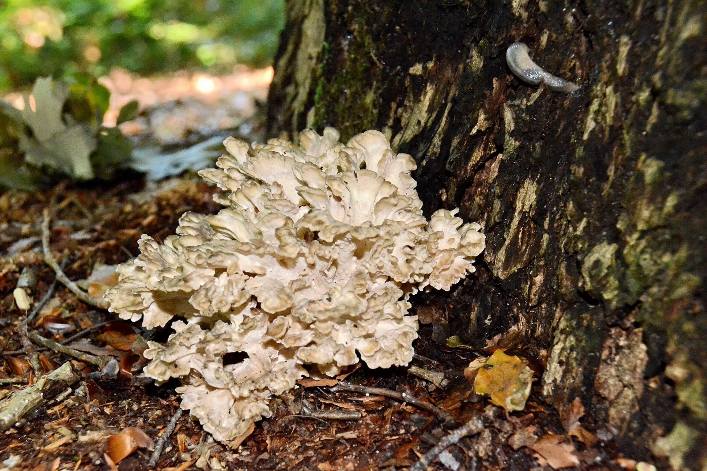 Grifola frondosa: Maitake (Hen of the Woods) Identification and Look-Alikes