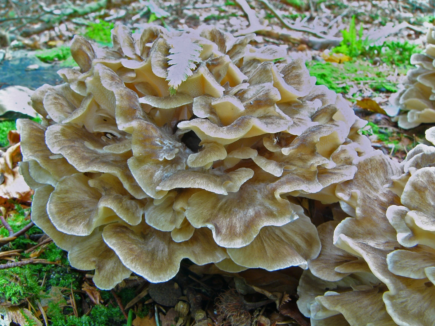 Grifola frondosa: Maitake (Hen of the Woods) Identification and Look-Alikes