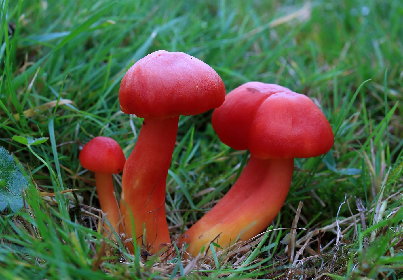 Hygrocybe coccinea: Scarlet Waxcap Identification and Look-Alikes