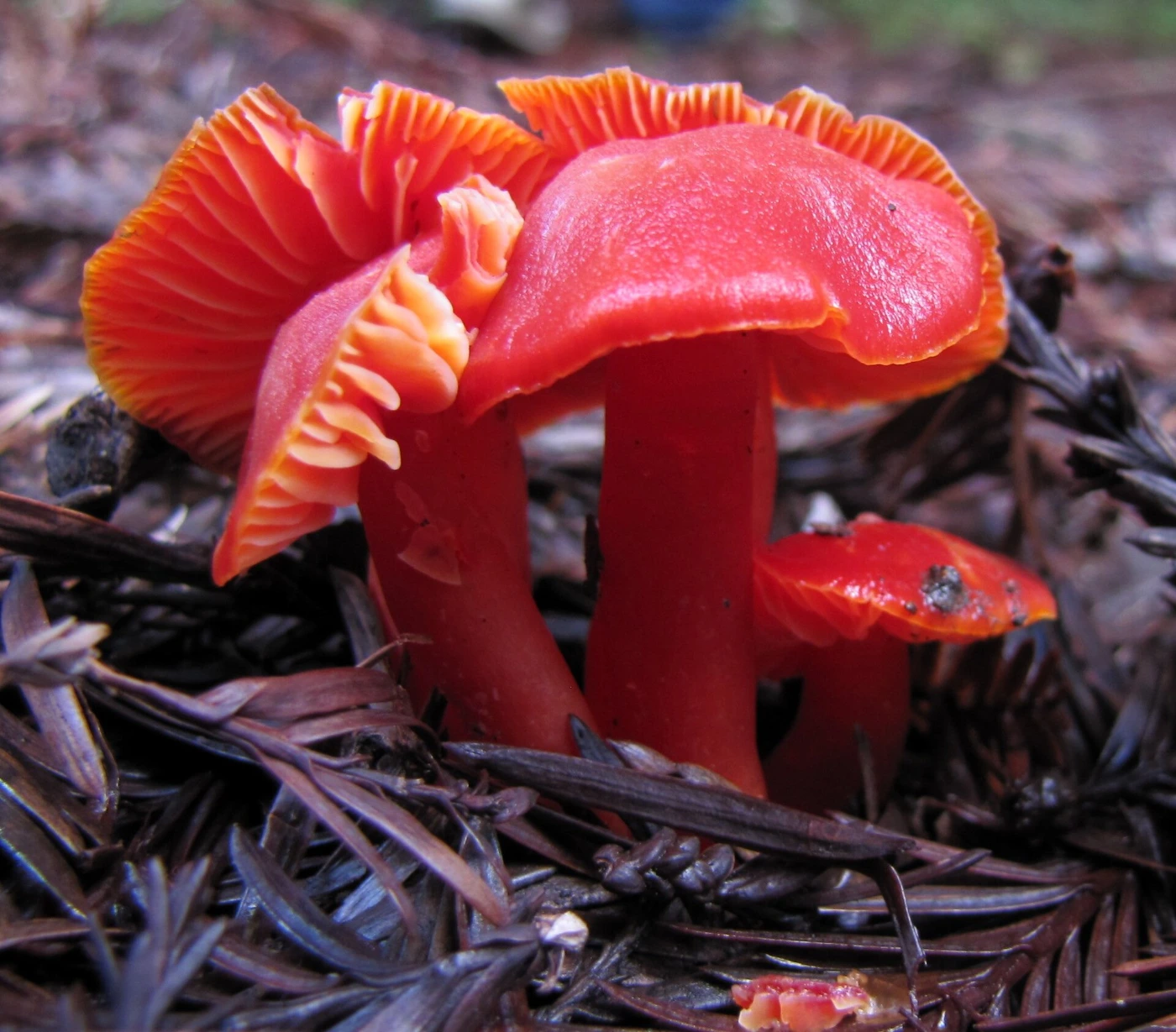 Scarlet Waxcap vs Crimson Waxcap: Hygrocybe coccinea vs H. punicea