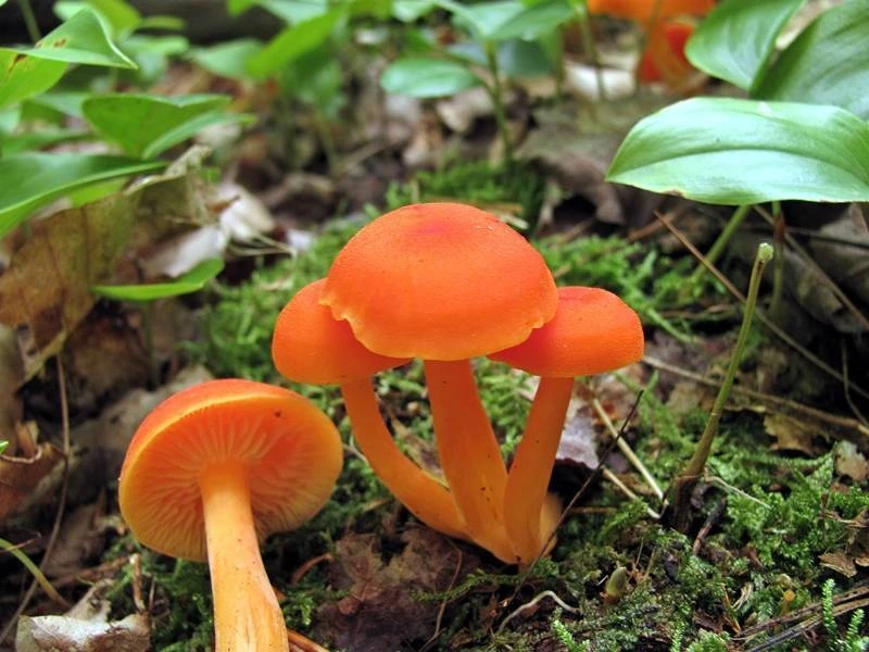 Small Orange Mushrooms: 12 Common Species and How to Identify Them