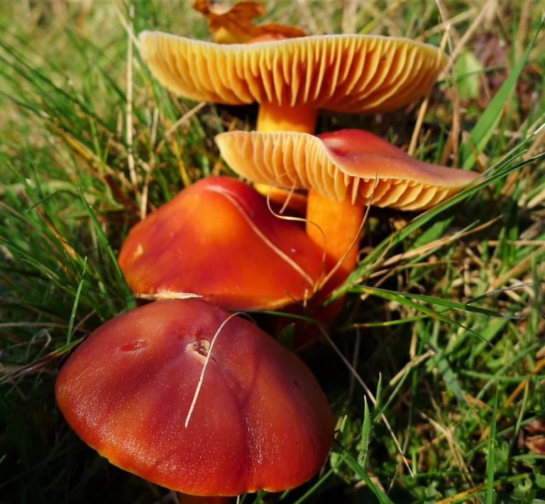 Hygrocybe punicea: Crimson Waxcap Identification and Look-Alikes