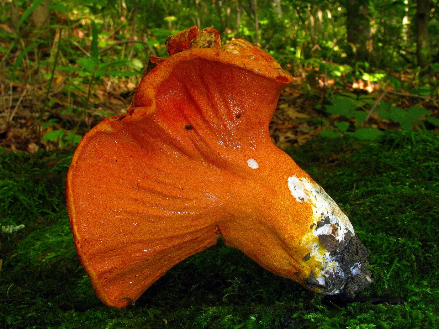 Hypomyces lactifluorum: Lobster Mushroom Identification and Look-Alikes