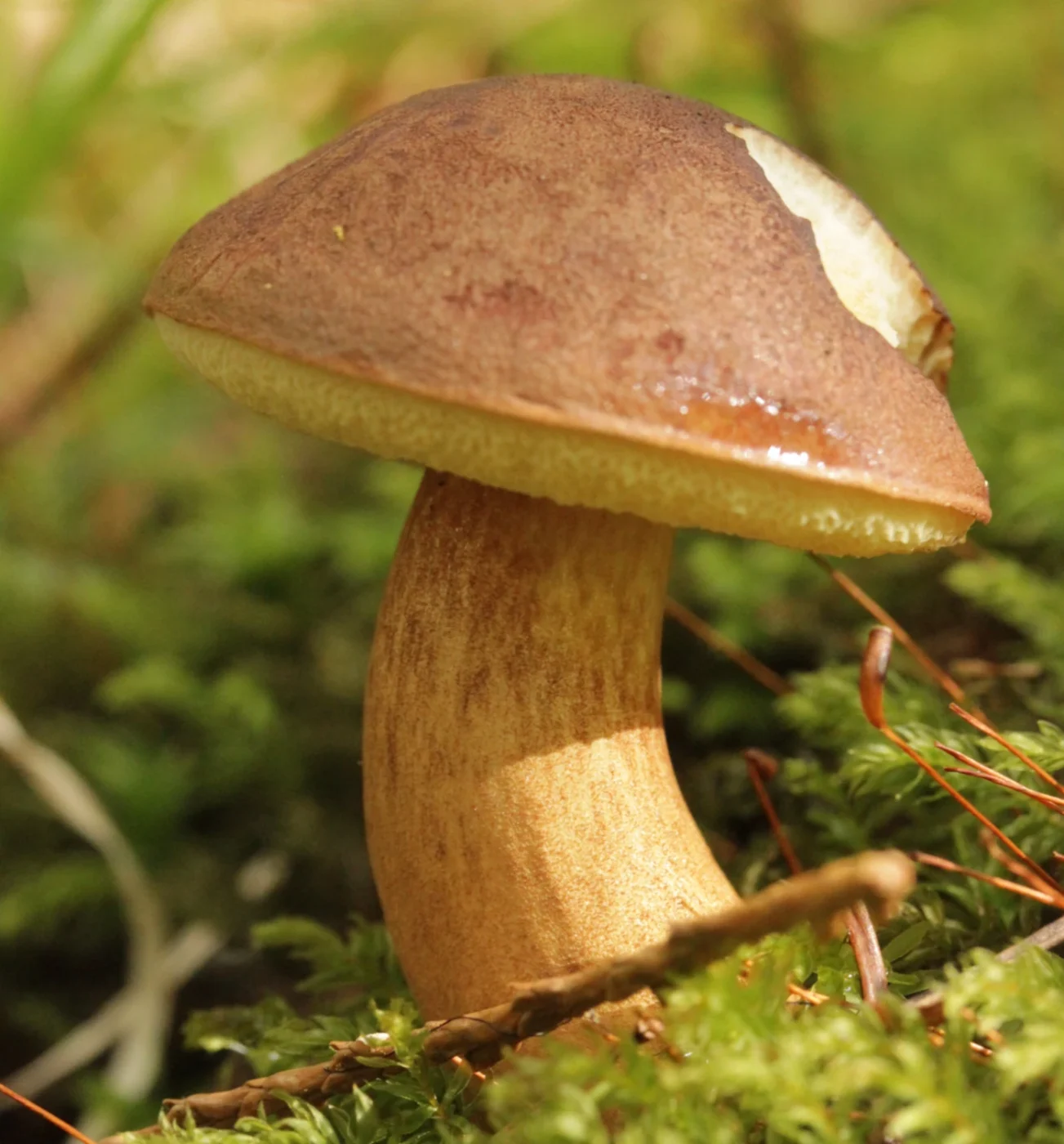 Mushrooms With Yellow Pores: 12 Common Bolete Species