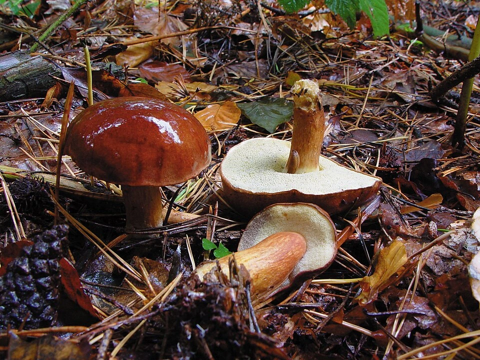 Mushrooms Growing Under Pine Trees: 15 Common Species