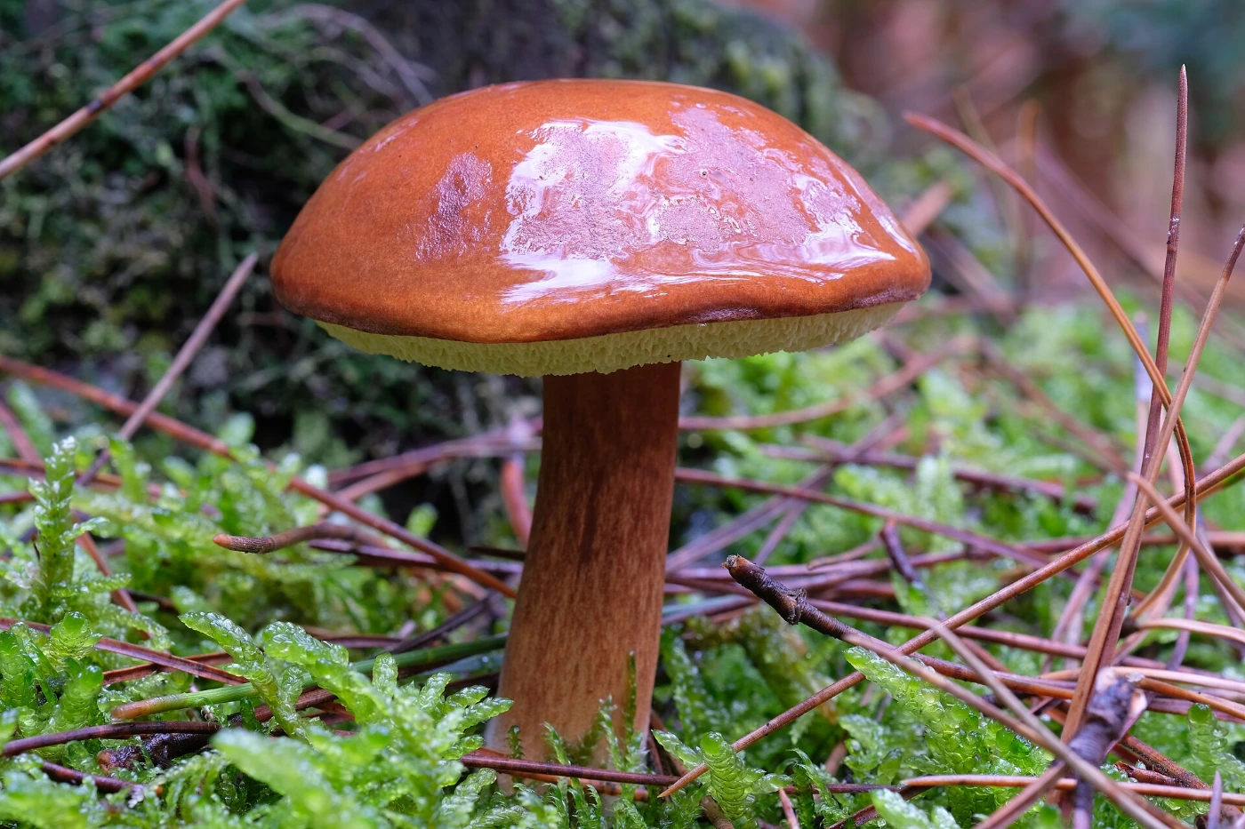 Mushrooms Growing Under Birch Trees: 15 Common Species
