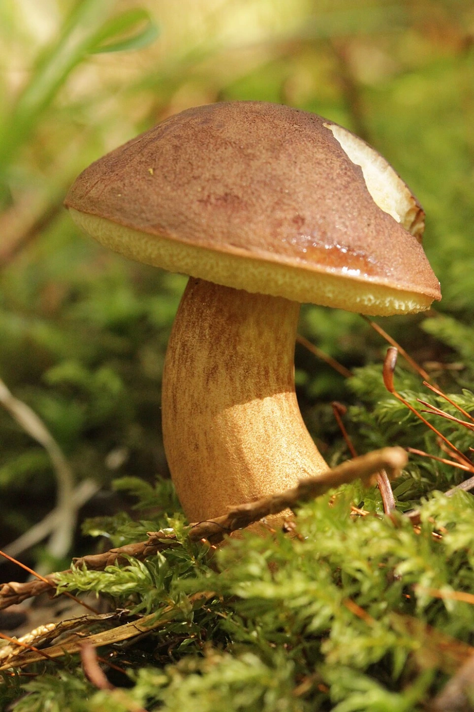 Imleria badia: Bay Bolete Identification and Look-Alikes