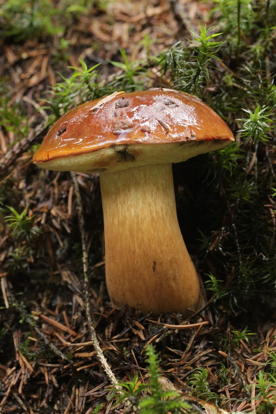 Imleria badia: Bay Bolete Identification and Look-Alikes