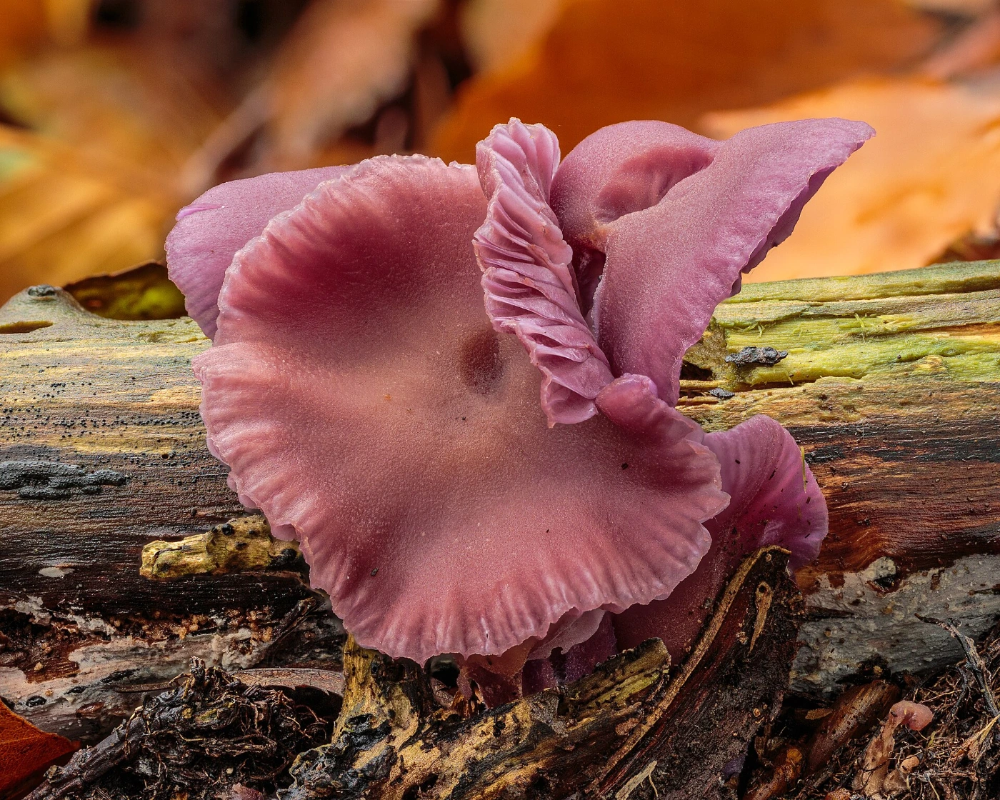Small Orange Mushrooms: 12 Common Species and How to Identify Them