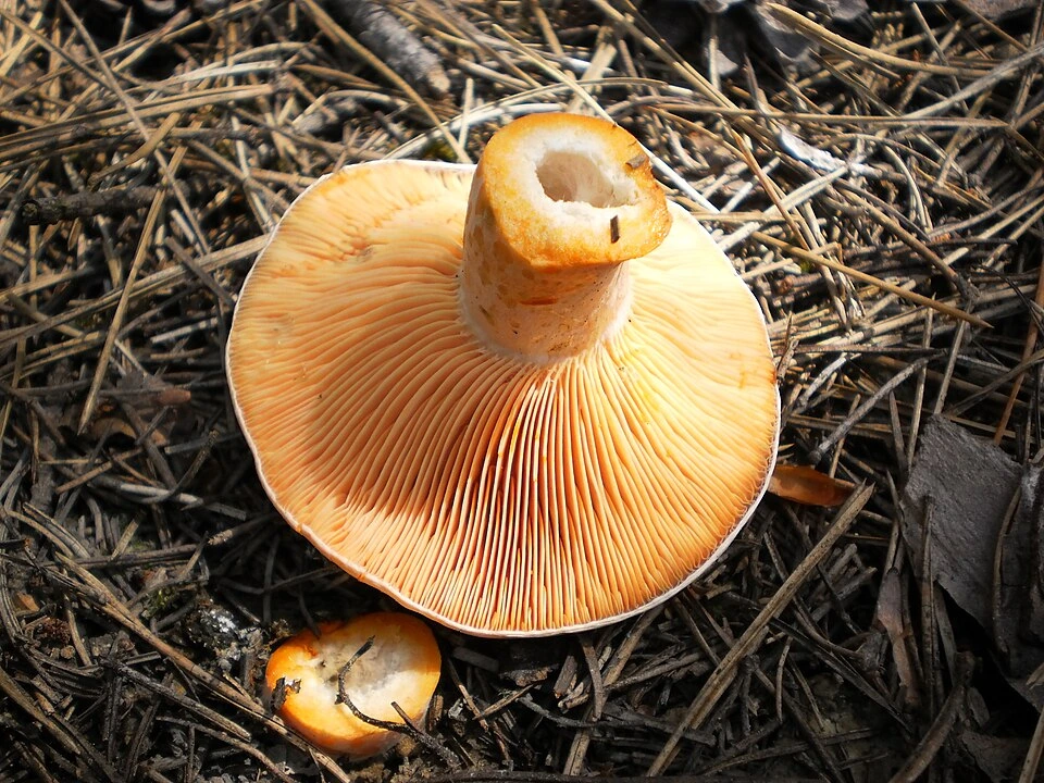 Mushrooms Growing Under Pine Trees: 15 Common Species