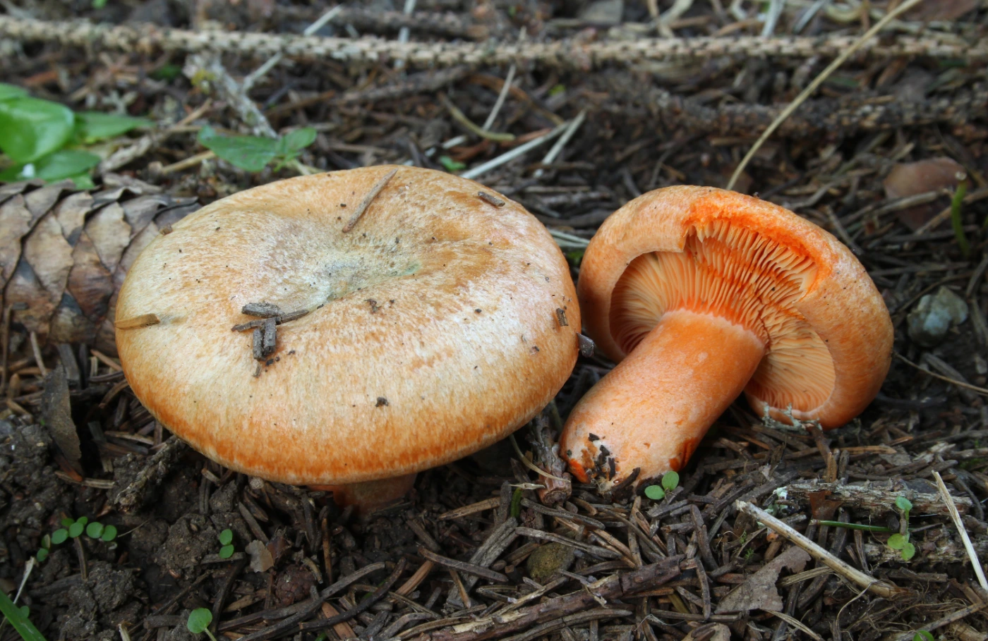 Lactarius deterrimus: False Saffron Milk Cap Identification