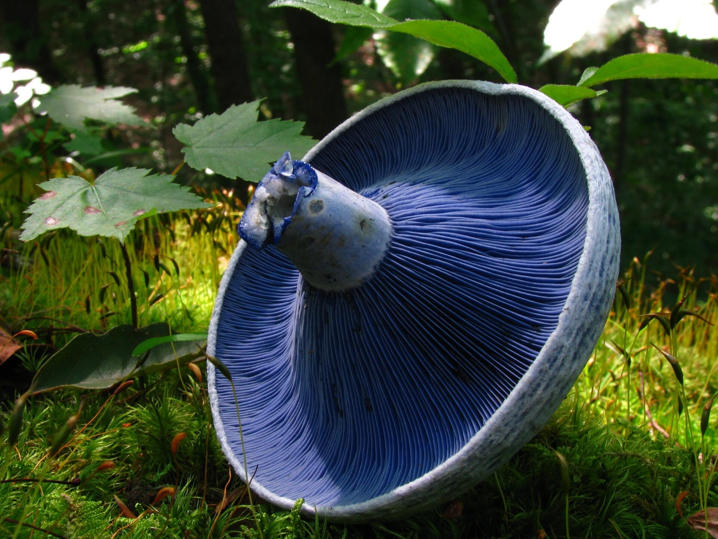 Lactarius indigo: Indigo Milk Cap Identification and Look-Alikes