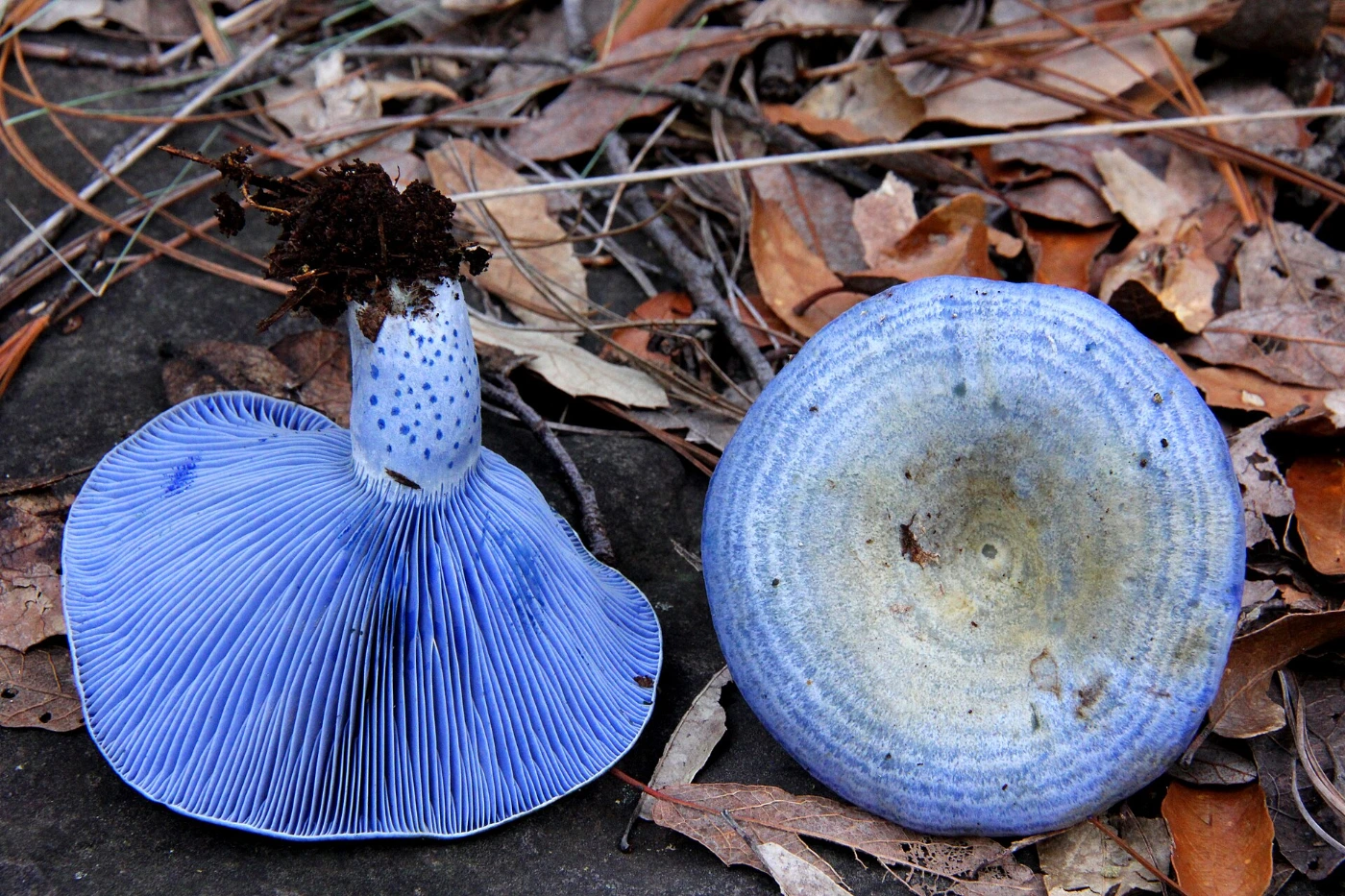 Lactarius indigo: Indigo Milk Cap Identification and Look-Alikes