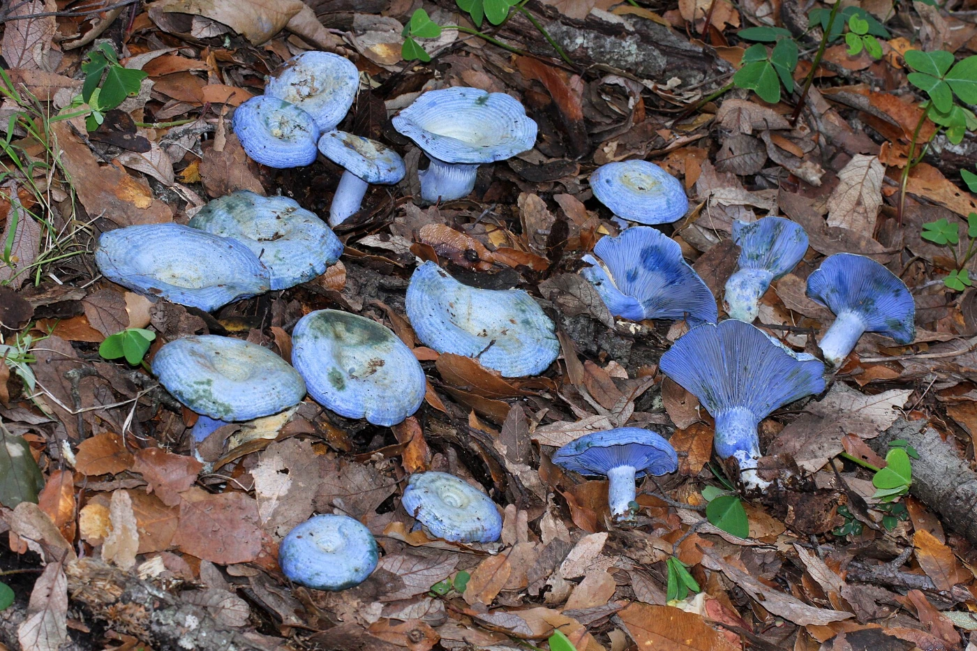 Lactarius indigo: Indigo Milk Cap Identification and Look-Alikes