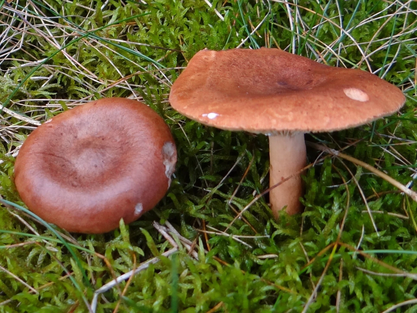 Lactarius rufus: Rufous Milkcap Identification & Look-Alikes
