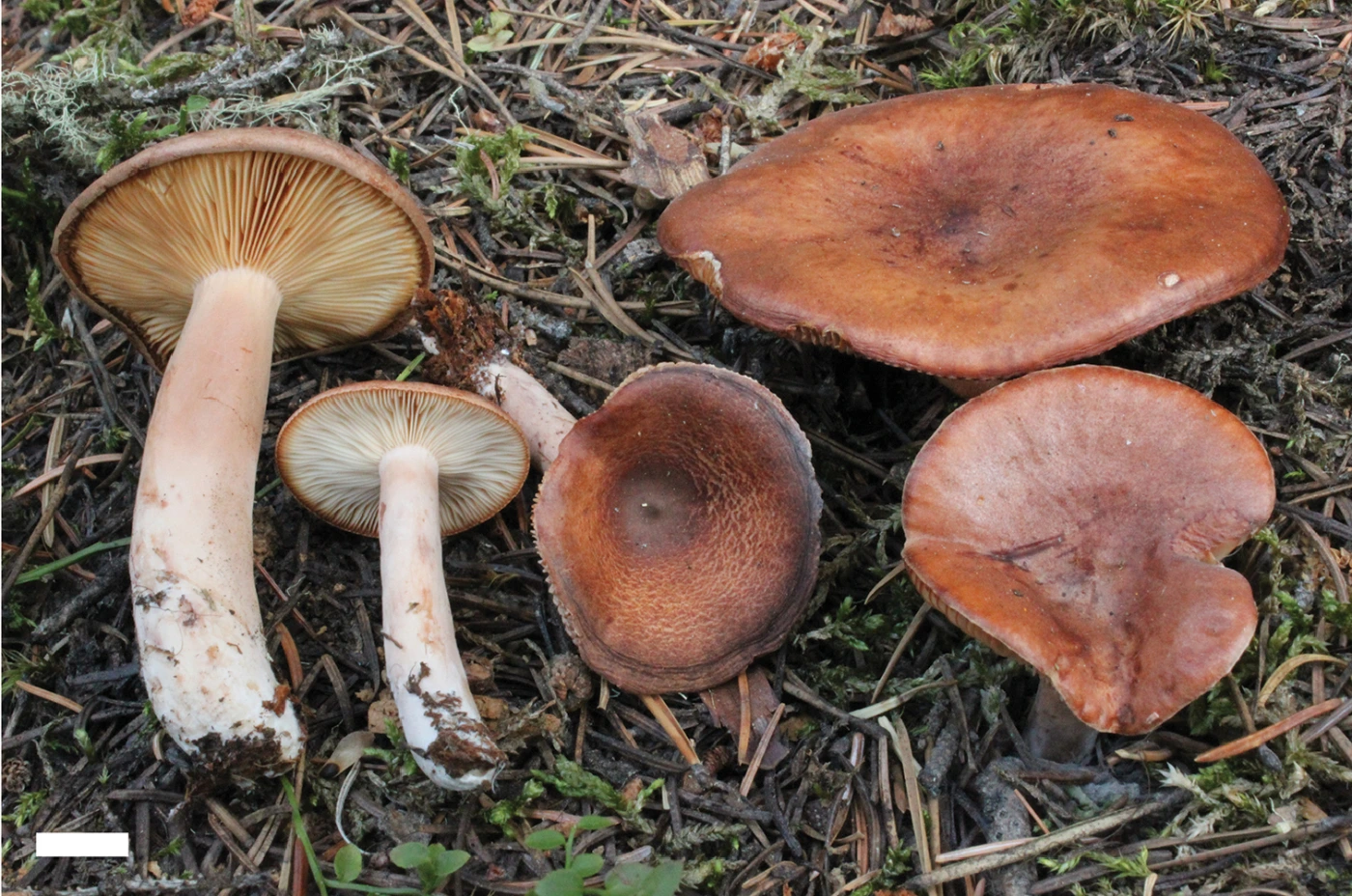 Lactarius rufus: Rufous Milkcap Identification & Look-Alikes