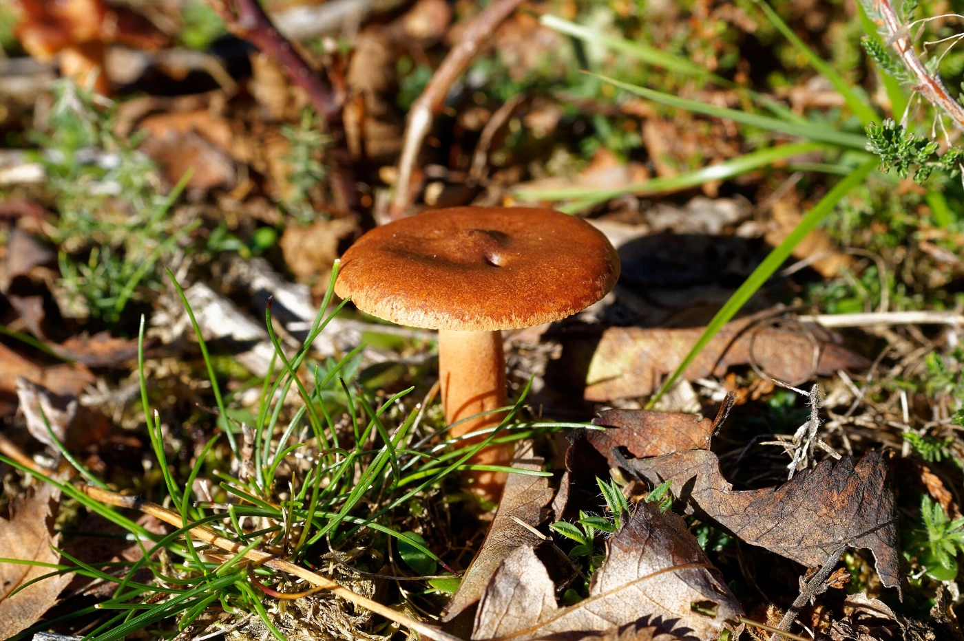 Lactarius rufus: Rufous Milkcap Identification & Look-Alikes